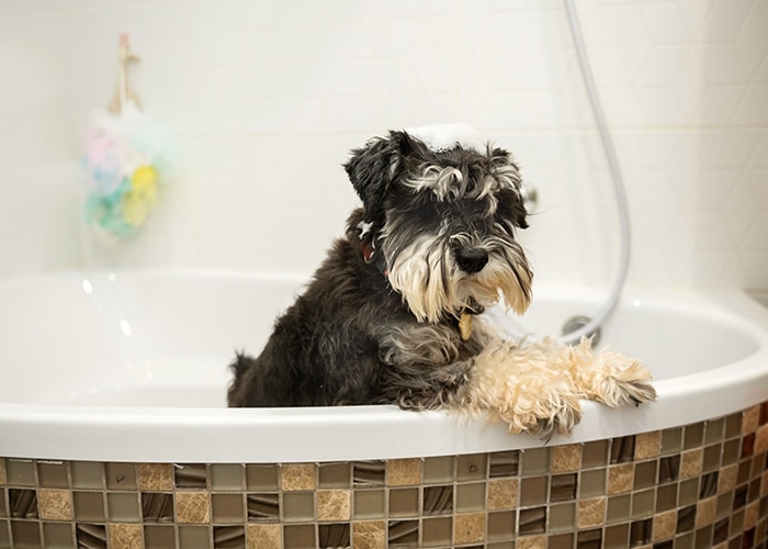 Pet sitting Luxembourg | Gardiennage animaux, chien, chat